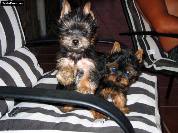 La foto del perro Perla y ronni Foto del perro Perla y ronni