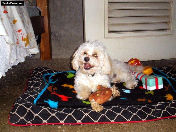 Foto del perro Rocky