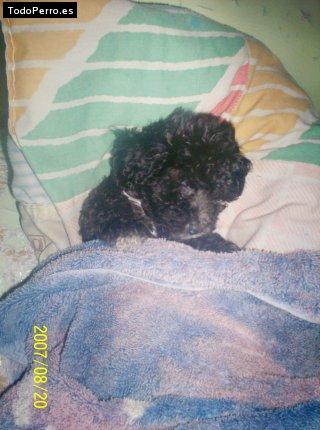 Foto del perro Princesa