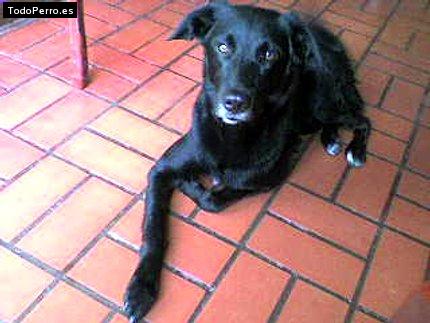 La foto del perro Duque Foto del perro Duque