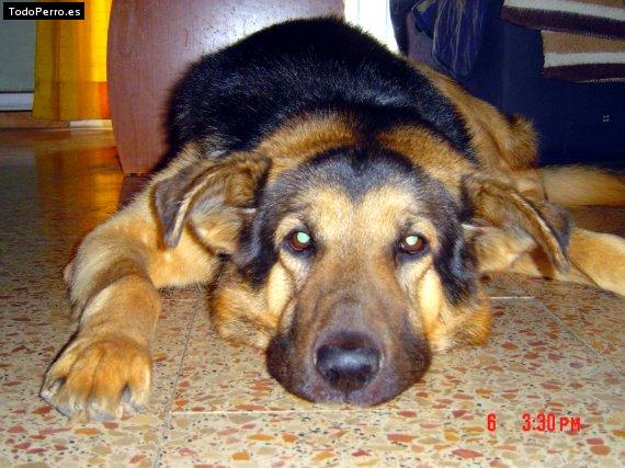 La foto del perro Jim Foto del perro Jim