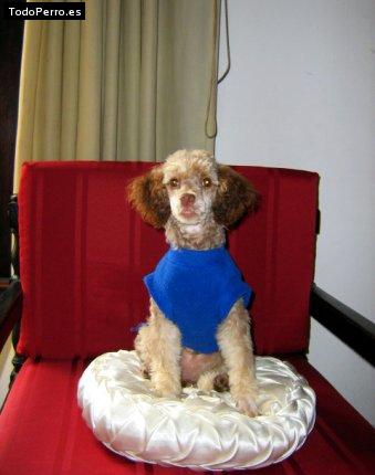 La foto del perro Dulce Foto del perro Dulce