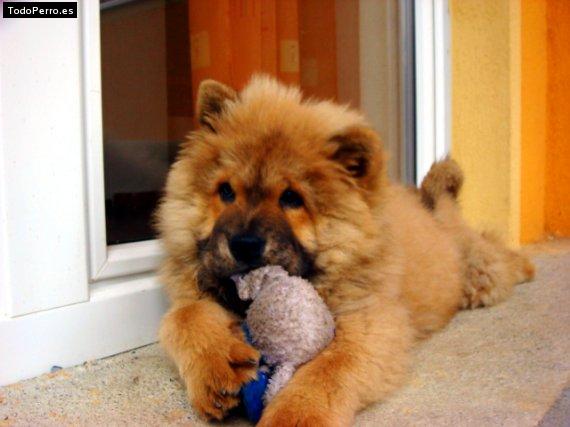 La foto del perro Winnie Foto del perro Winnie