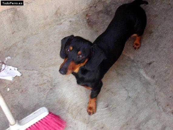 Foto del perro Acertijo