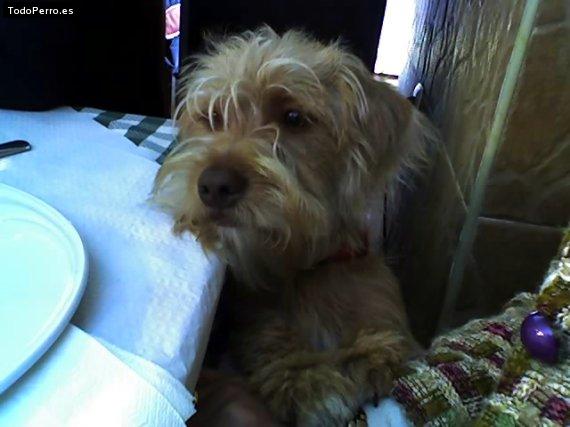 La foto del perro Rufo Foto del perro Rufo