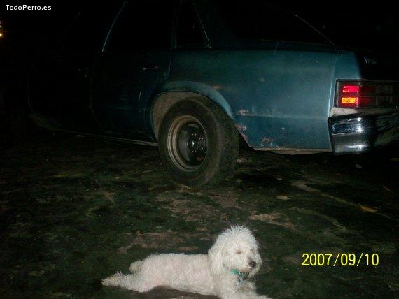 La foto del perro