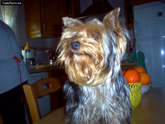 La foto del perro Miky Foto del perro Miky