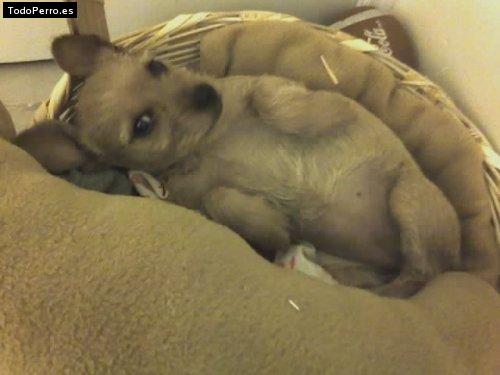 La foto del perro Shiny Foto del perro Shiny