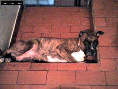 Foto del perro Martina