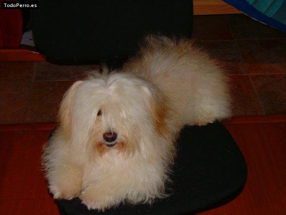 La foto del perro Rascal Foto del perro Rascal