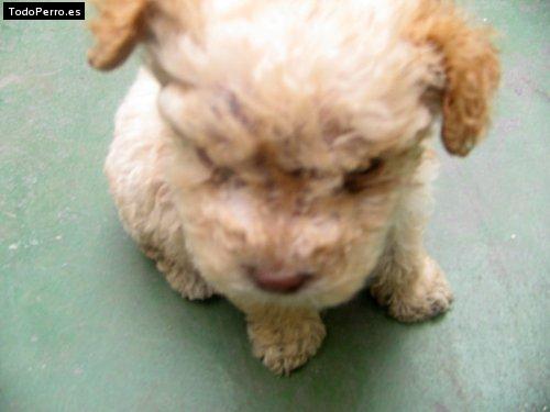 La foto del perro Sonu Foto del perro Sonu