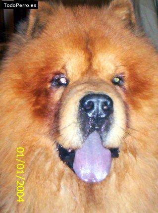 La foto del perro Hercules Foto del perro Hercules