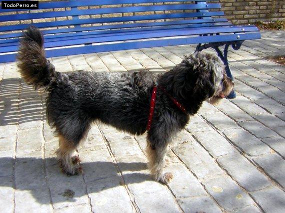 La foto del perro Marisol Foto del perro Marisol