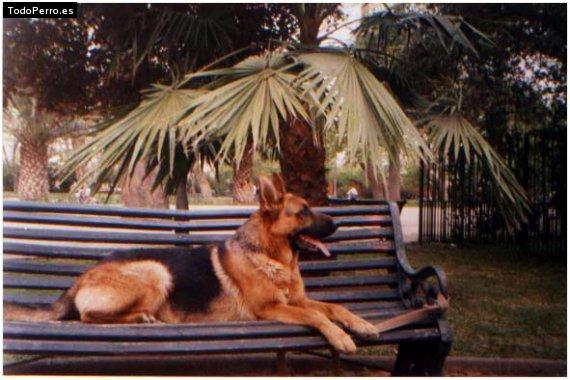 Foto del perro Hiter