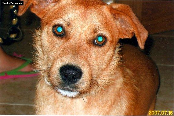 La foto del perro Canelo Foto del perro Canelo