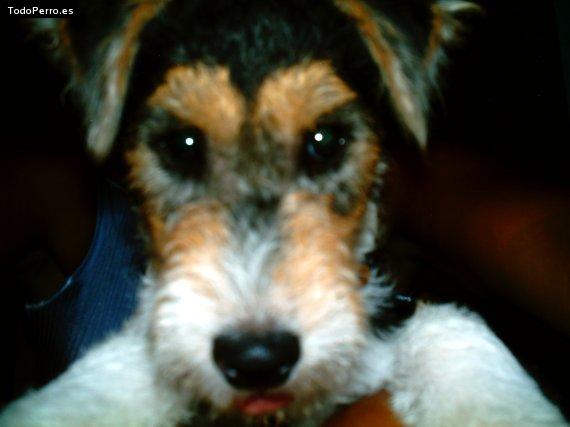 Foto del perro Lucas