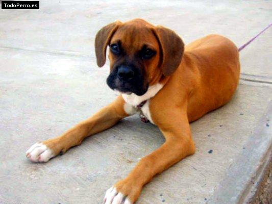 La foto del perro Gygy Foto del perro Gygy