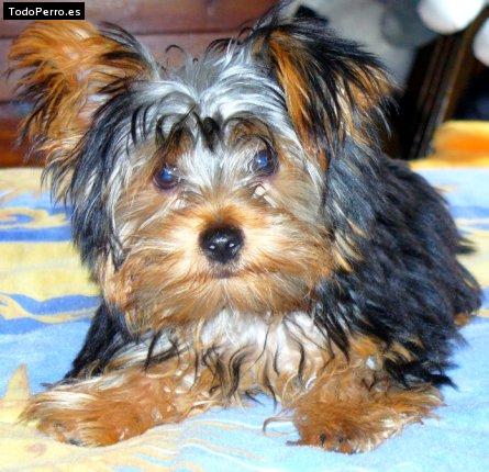 La foto del perro Kiki Foto del perro Kiki