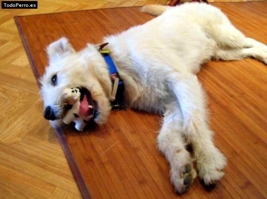 Foto del perro Marfi