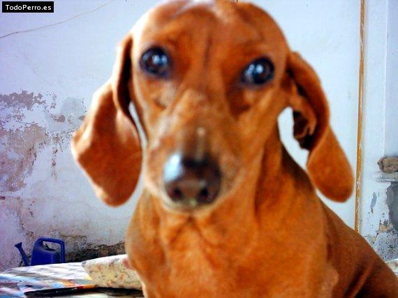 Foto del perro Rosita