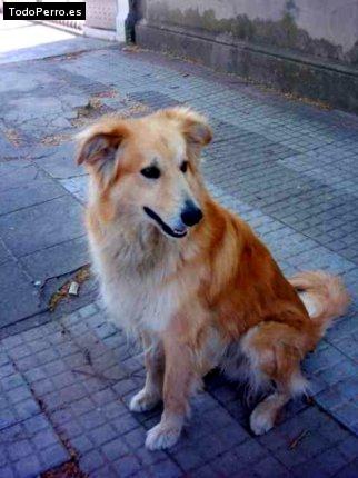 La foto del perro Mausi Foto del perro Mausi