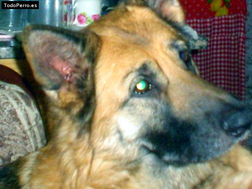 Foto del perro Hanna