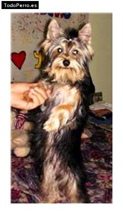 La foto del perro Charrly Foto del perro Charrly