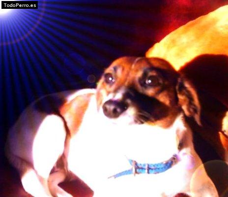 La foto del perro Chikita Foto del perro Chikita