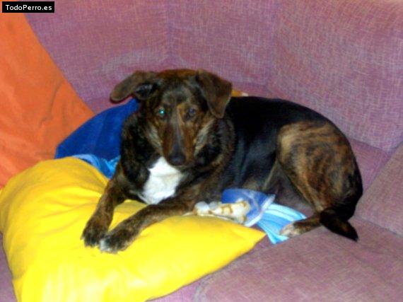 La foto del perro Miska Foto del perro Miska