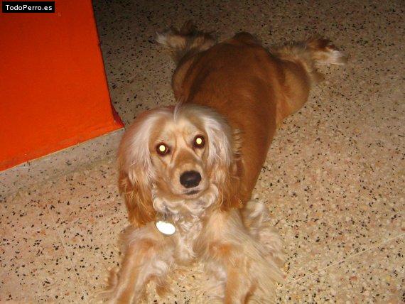 Foto del perro Diva