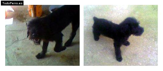 La foto del perro Simba Foto del perro Simba