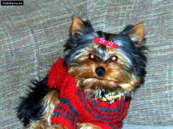 La foto del perro Paris Foto del perro Paris