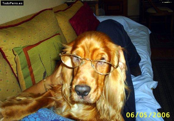 La foto del perro Gala Foto del perro Gala