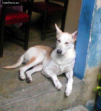 La foto del perro Shopper Foto del perro Shopper