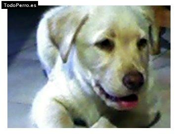 Foto del perro Rocky