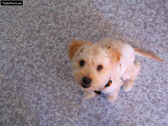 Foto del perro Chester