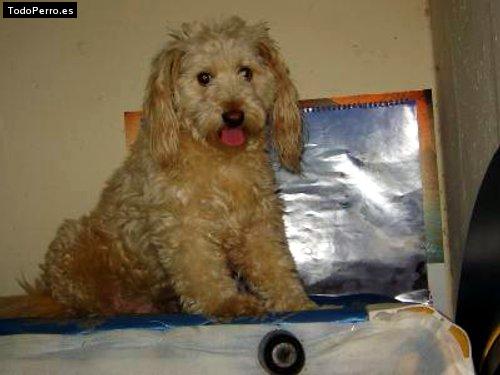 Foto del perro Estrellita