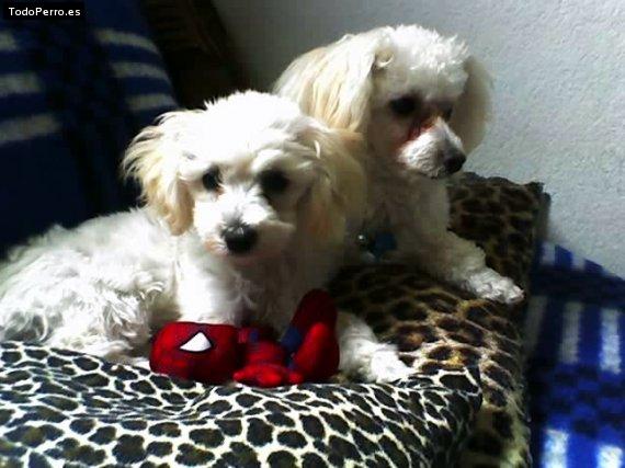 Foto del perro Rocco y gala