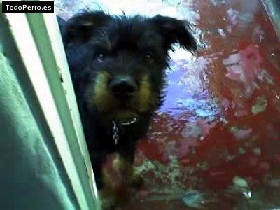 La foto del perro Moreno Foto del perro Moreno