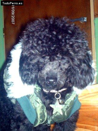 Foto del perro Win