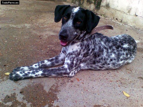 La foto del perro Reina melo Foto del perro Reina melo