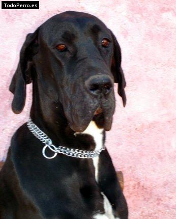 Foto del perro Camila