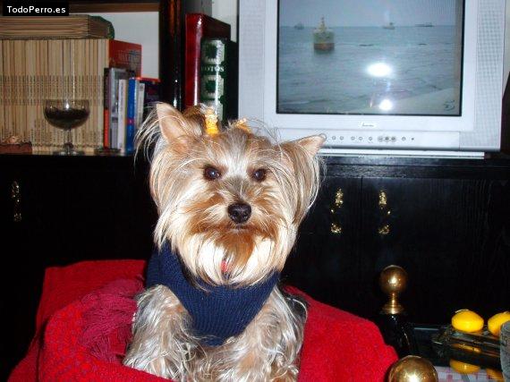 La foto del perro Marcelo Foto del perro Marcelo