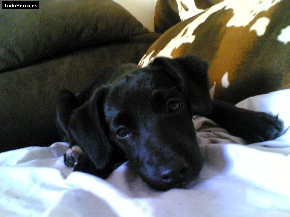 La foto del perro Sobras Foto del perro Sobras