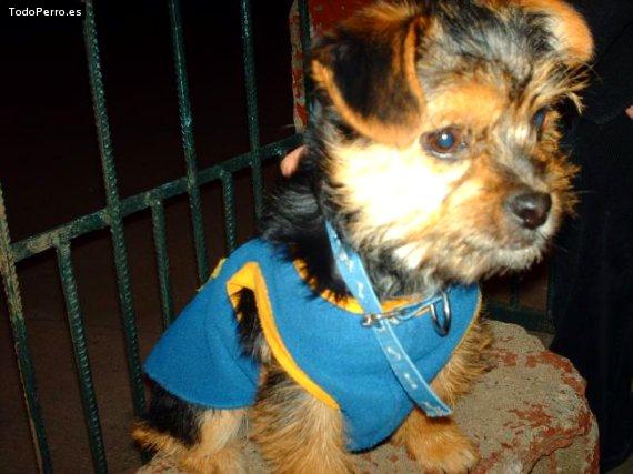 La foto del perro Ruso Foto del perro Ruso