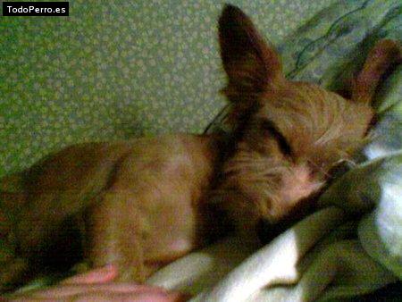 La foto del perro Kinton Foto del perro Kinton