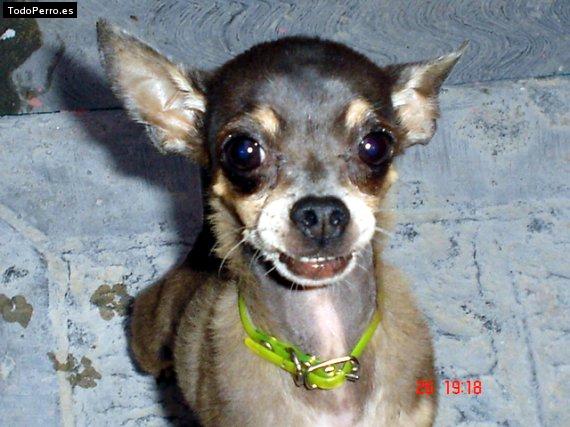 Foto del perro Bobby