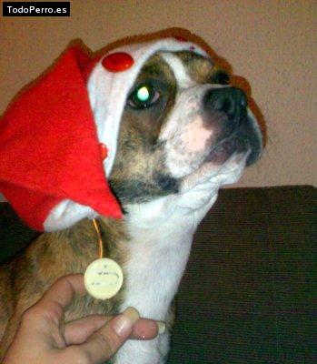 Foto del perro Cadivs