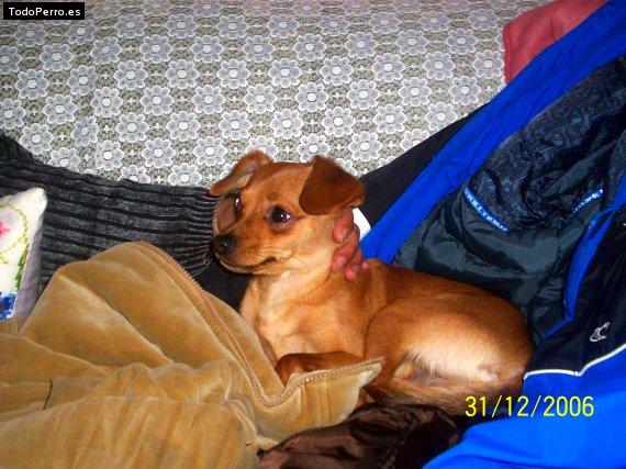 Foto del perro Rocky