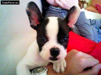 La foto del perro Sira Foto del perro Sira